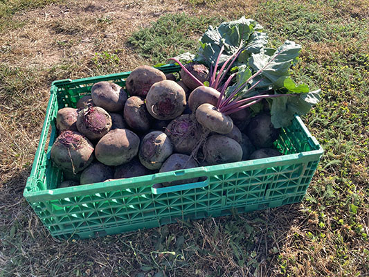 Caisse de légumes