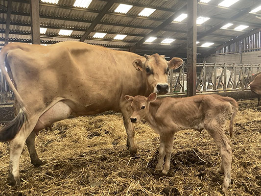 Vache et son petit