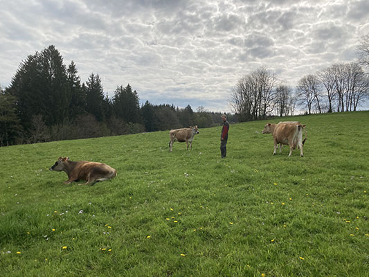 Vaches dans le pré